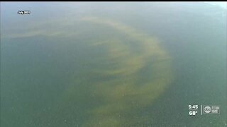 FGCU researchers say dead fish from red tide can be turned into natural fertilizer