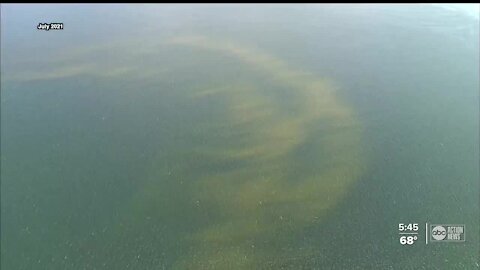 FGCU researchers say dead fish from red tide can be turned into natural fertilizer