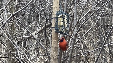 Beautiful Cardinal