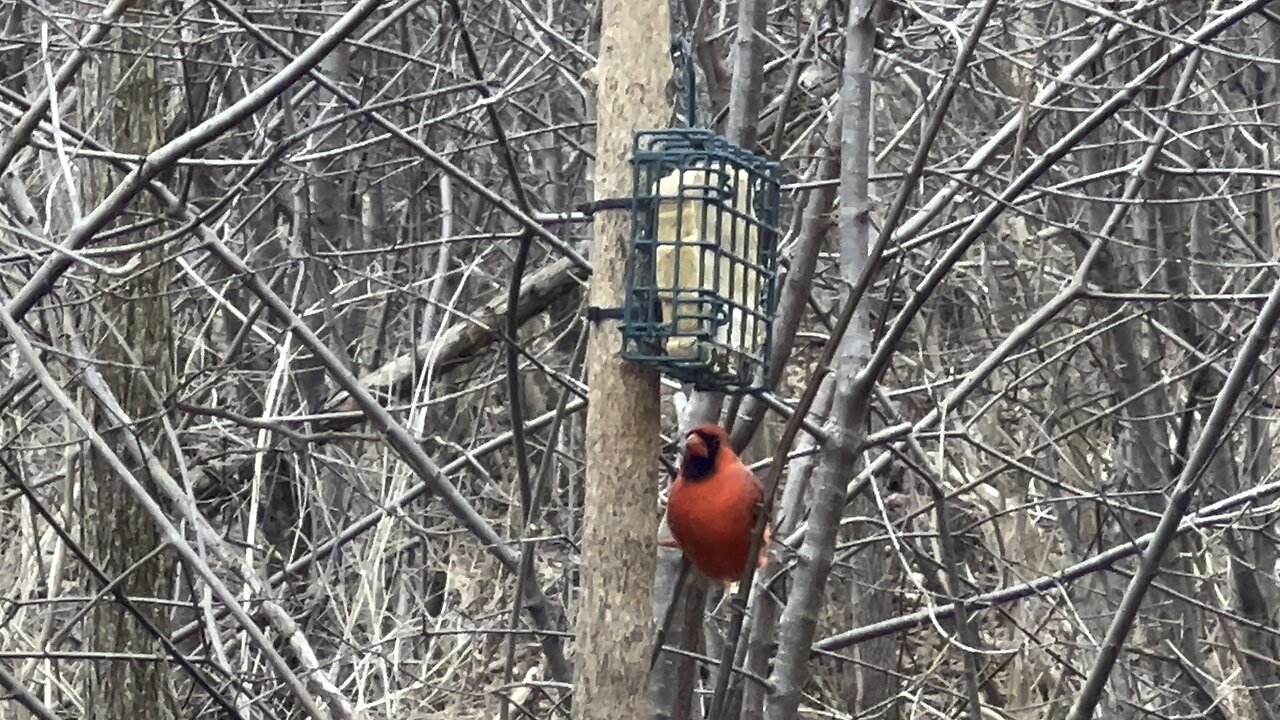 Beautiful Cardinal