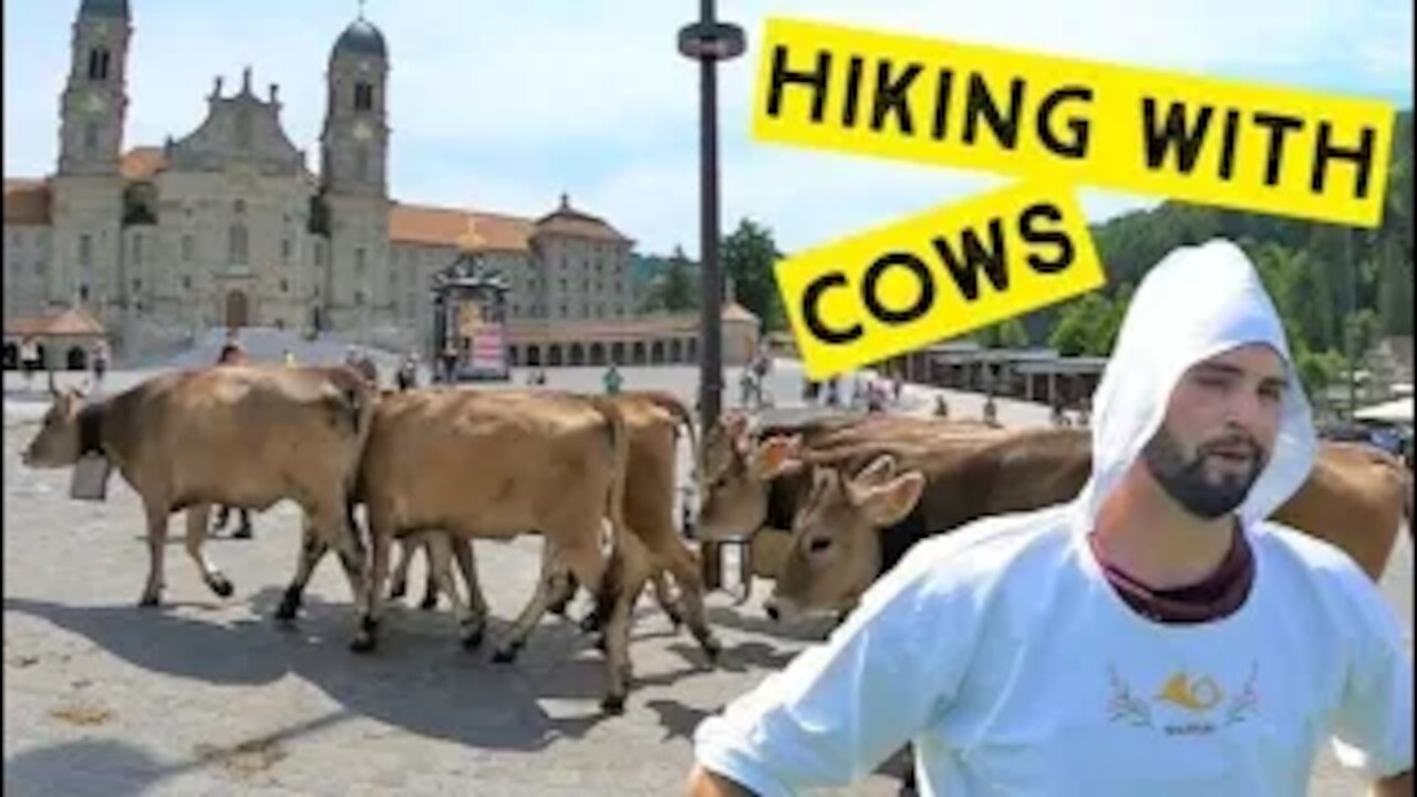 Hiking to the Alps with cows. Every year the Swiss bring their cows to the Alps. But Why?