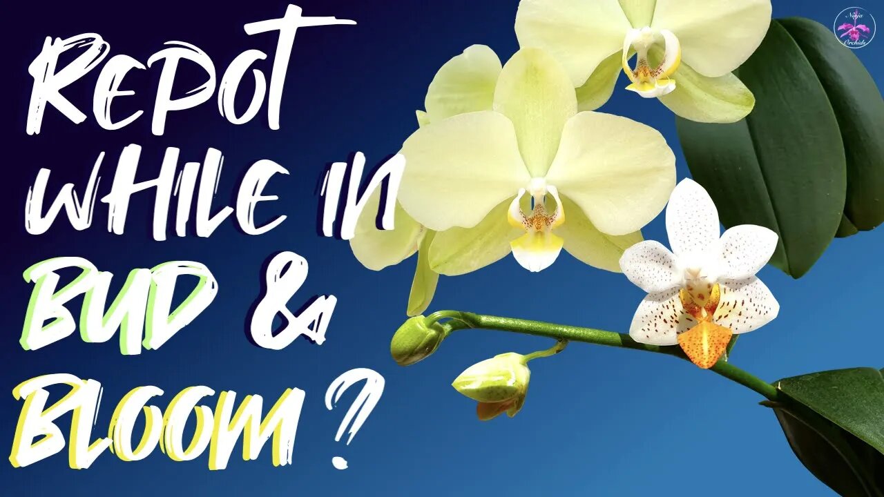 Can you repot Phalaenopsis Orchids when they are in full bloom? #phalaenopsis #phalaenopsisrepot