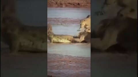 صراع رهيب بين أسود وتمساح #lion