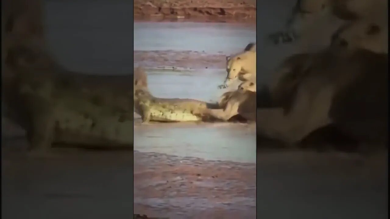 صراع رهيب بين أسود وتمساح #lion