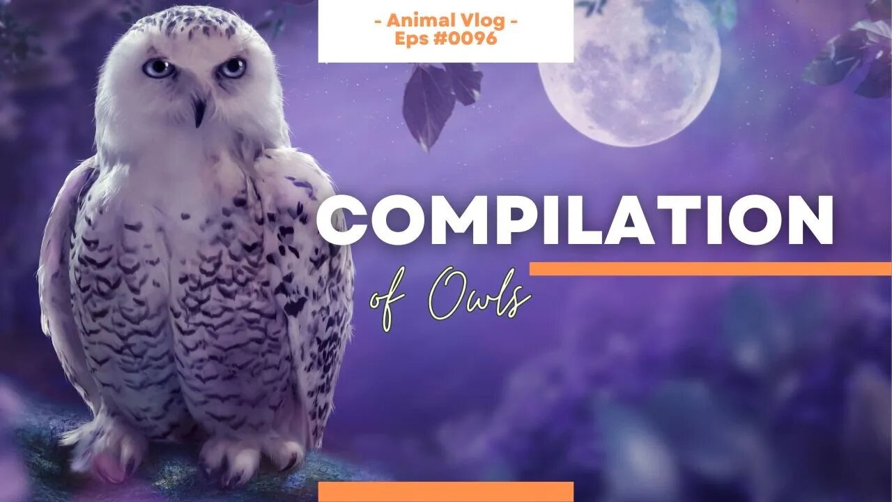 Owls Up Close - A Video Compilation of God's Nocturnal Birds