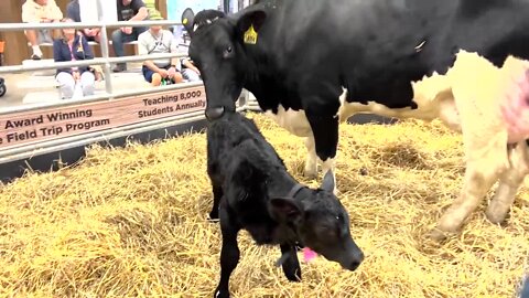 Wednesday at the Erie County Fair - Part 2