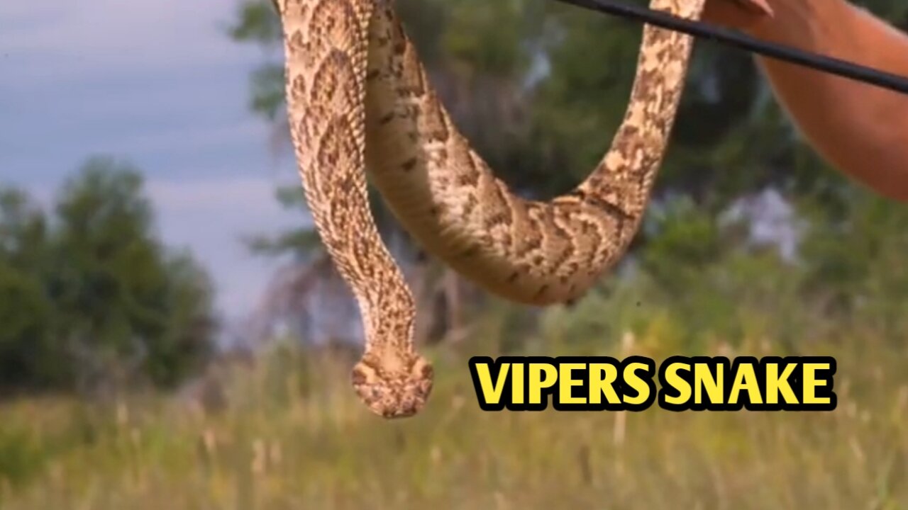 Africa's Most Deadly Vipers Snake | ft. The Puff Adder