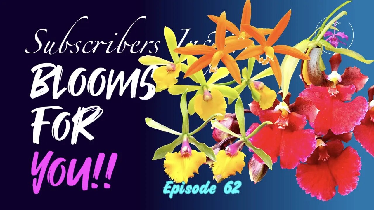 SUBSCRIBERS INSPIRE| You color my life | Blooms for YOU! Episode 62 🌸🌺🌼💐#Orchids #OrchidsinBloom