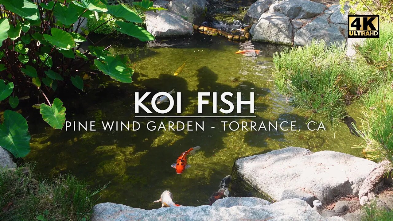 Calming Japanese Koi Fish Pond in 4K Ultra HD | Pine Wind Garden, Torrance, CA