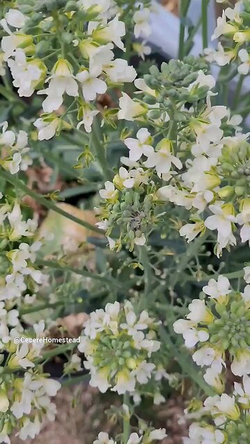 Broccoli Flowers