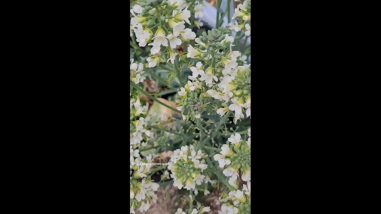 Broccoli Flowers