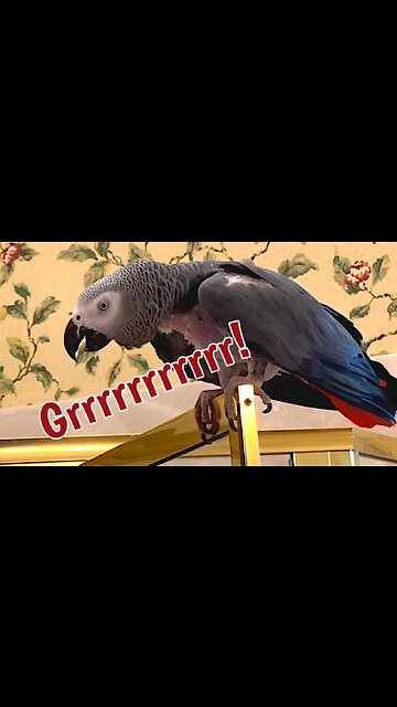 Parrot Growls Ferociously When Rug Is Moved