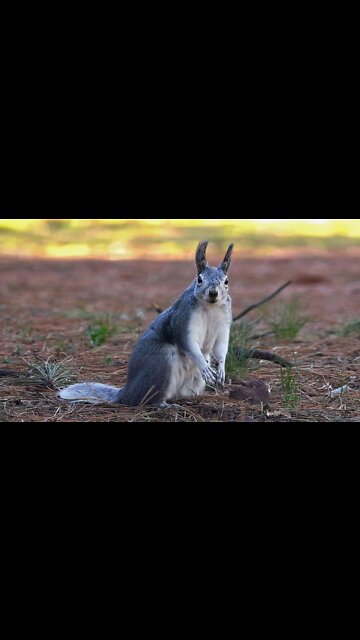 Albert Squirrel | Canon R6 + RF 100-400mm #shorts
