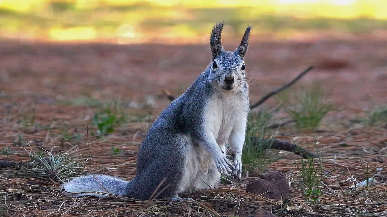 Albert Squirrel | Canon R6 + RF 100-400mm #shorts