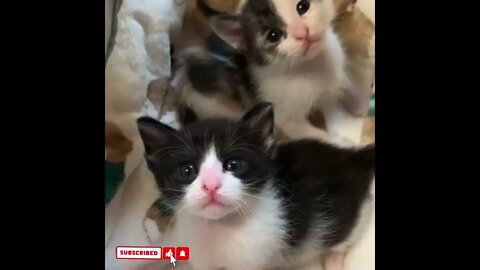 cute cat videos 😹 funny videos 😂1716