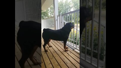 Rottweiler Don't Leave Daddy #Shorts #rottweiler 😍