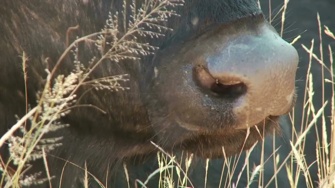 Cape Buffalo Eating