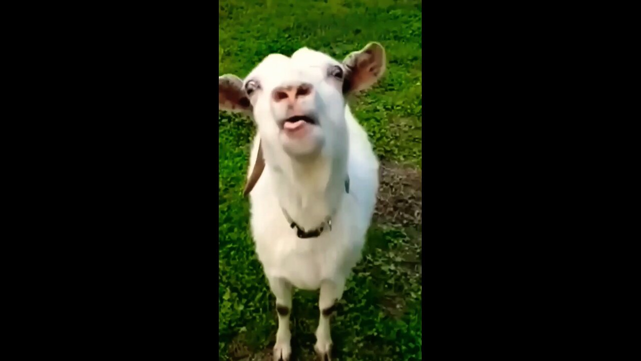 funny goat video #funny animals