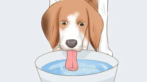 How to Care for Your Outdoor Dog During Summer Months: DOG CARE TIPS...# DOGCARE#CAREFORDOGS