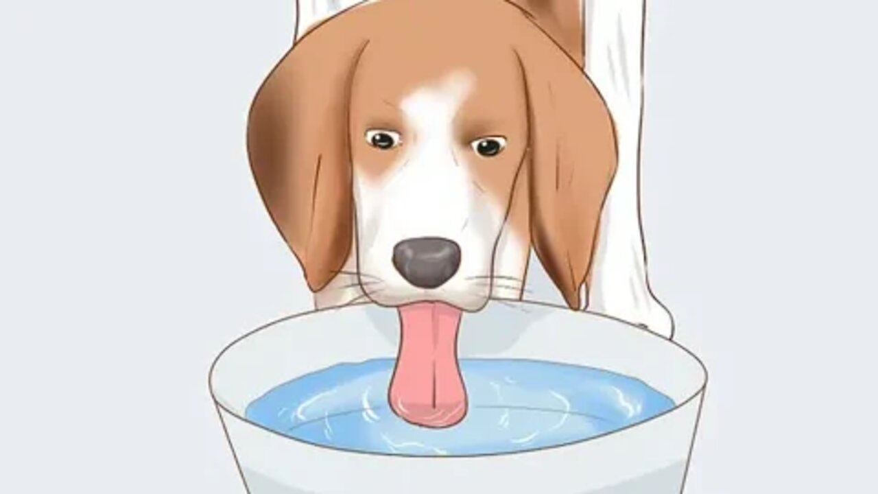 How to Care for Your Outdoor Dog During Summer Months: DOG CARE TIPS...# DOGCARE#CAREFORDOGS