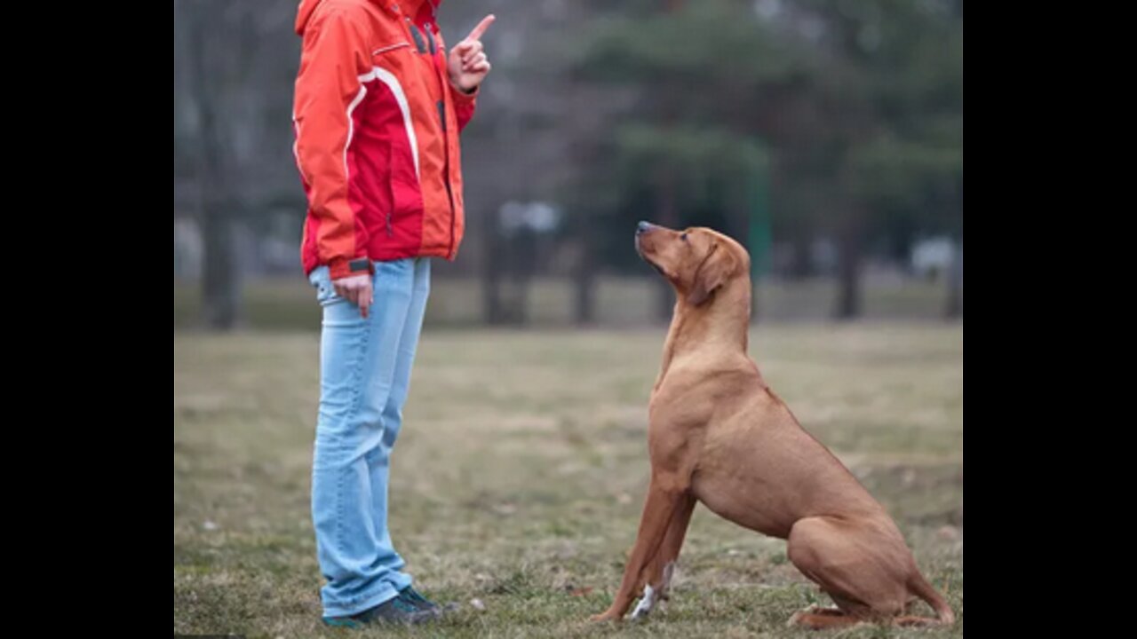 TRAINING DOG FOR FOOD