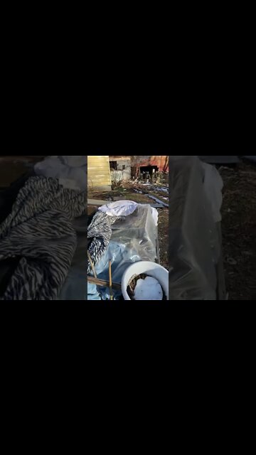 Will the plants survive? #gardening #usewhatyouhave 👇comment below 👇