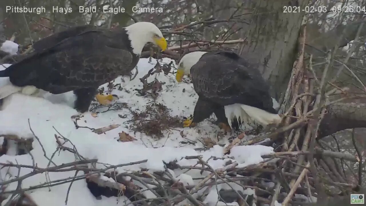 Hays Eagles Dad shapes nest cup 2021 02 03 9:36AM