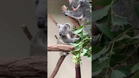 Koala #Australia #Animal #cute Video/Koala #Australia #Animal #lindo Video