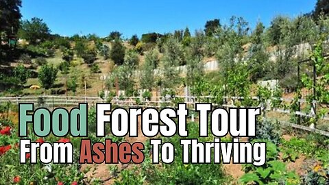 Fire Scorched Food Forest Tour: From Ashes to Thriving