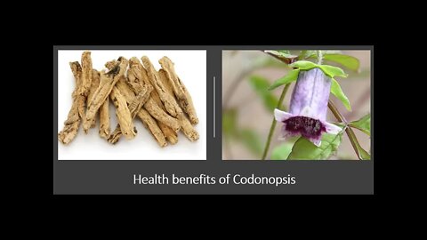 Codonopsis Benefits