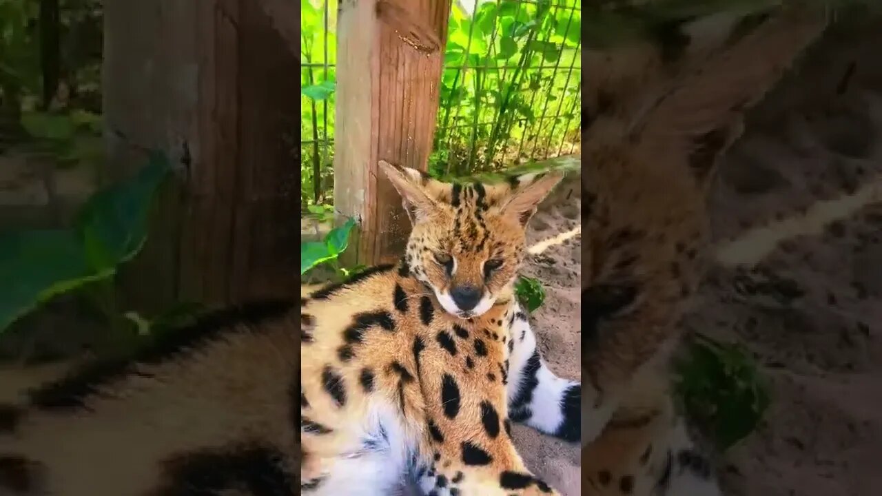 Predators