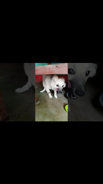 The best advice I ignored! #goldenretriever #puppy