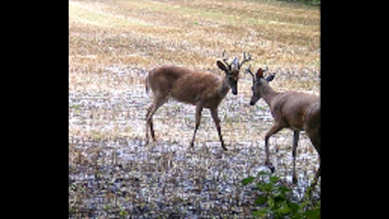 Fred Zepplin 2021, 8/10/21 Hot, Humid And Lots Of Small Bucks!