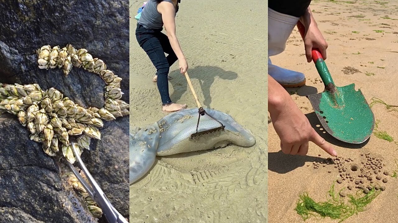 Marine Animal Hunting Activities Around the Beach