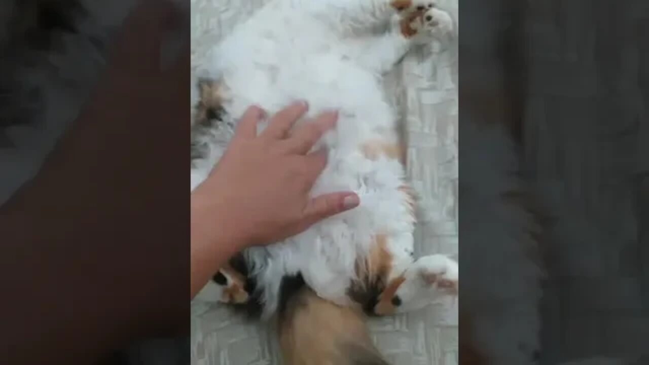 A nossa gatinha tá melhorando #short