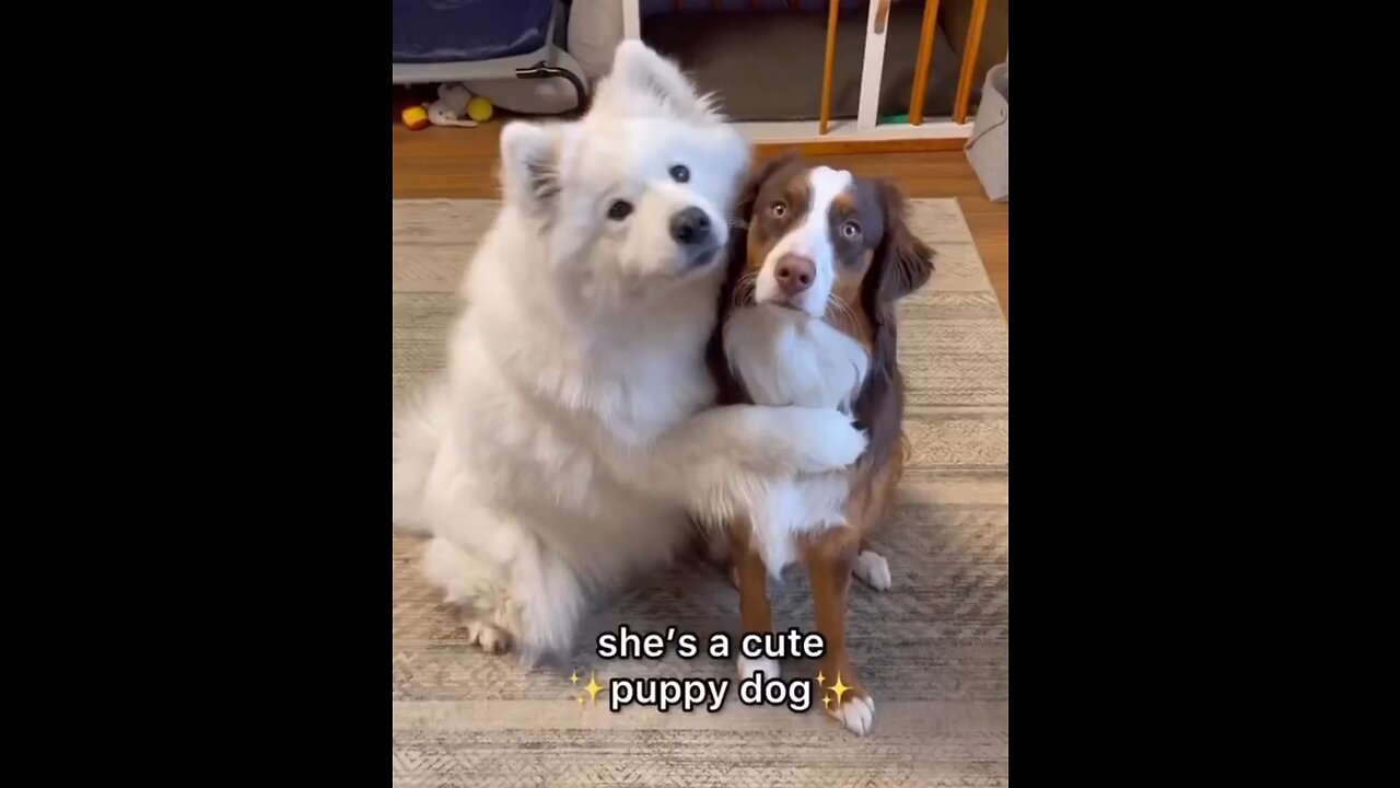 Puppy dog cute video