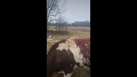 Happy cows and calves.