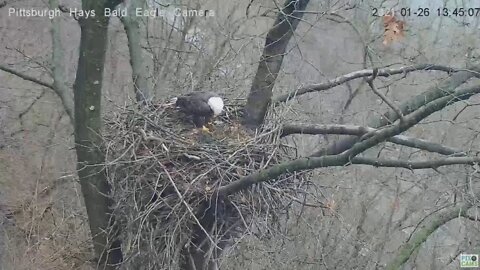 Hays Eagles Mom brings in grass hops to perch 2021 01 26 144pm