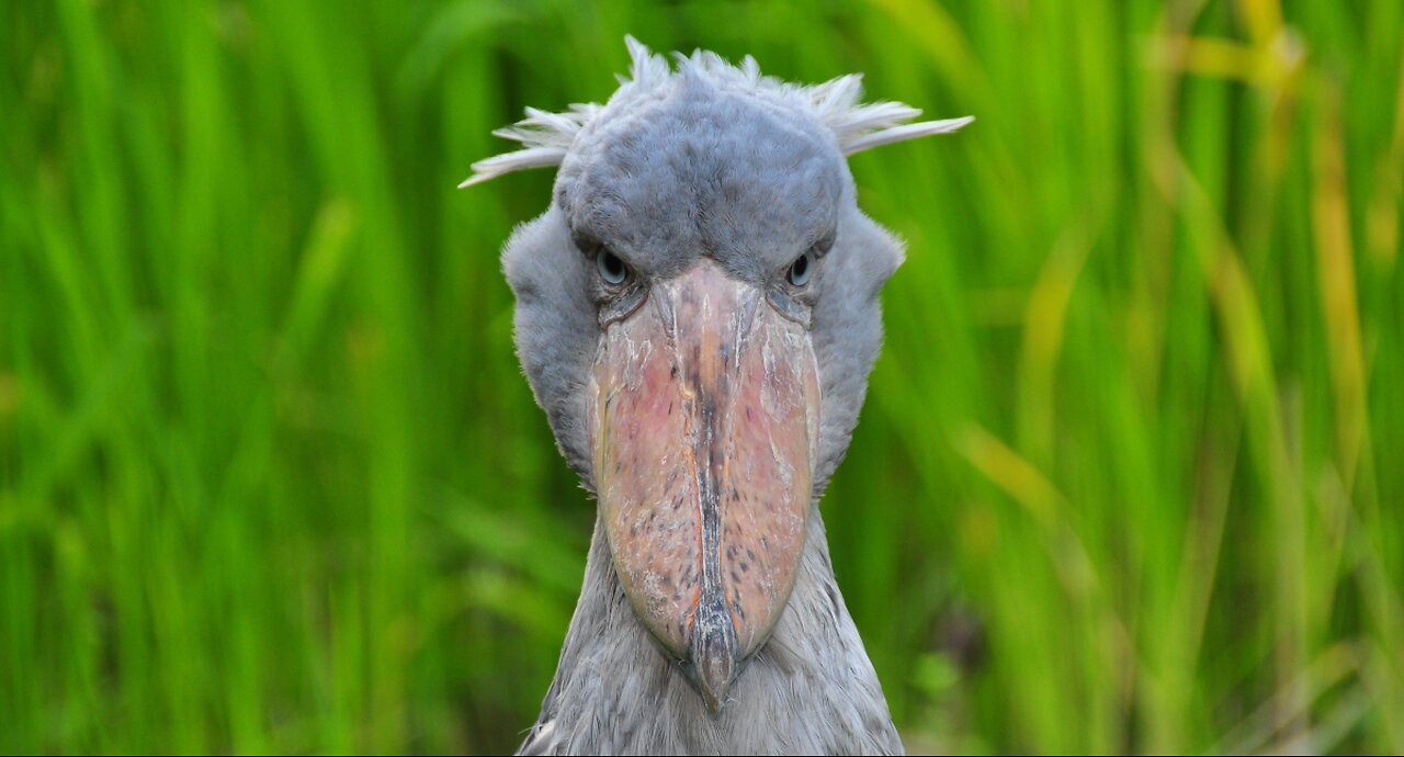 Negative IQ Bird