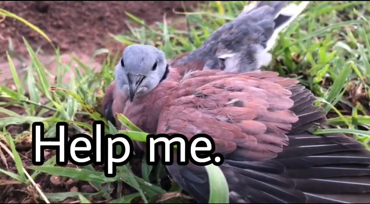 The bird needs your help.