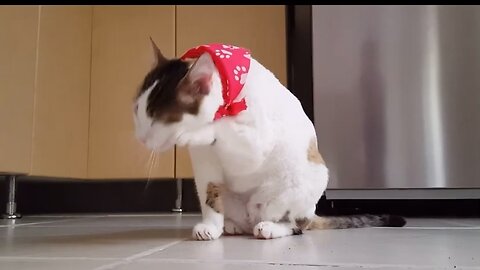 Cute cat videos