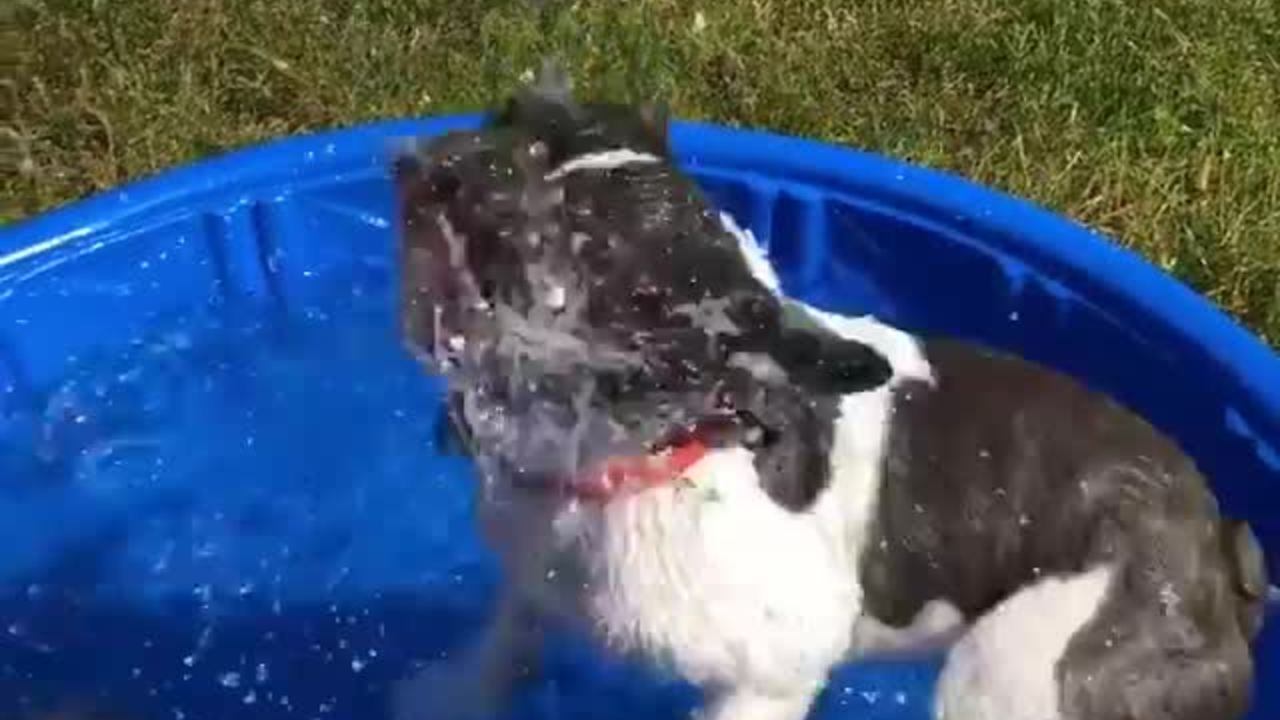 French Bulldog goes crazy for water hose