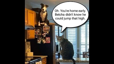 Animals at their best!