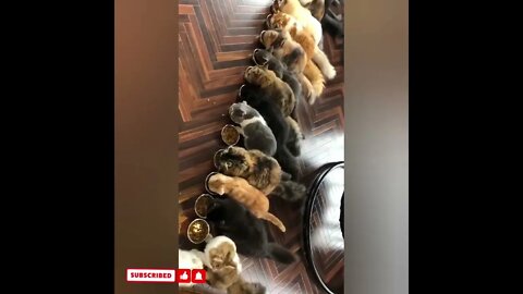 cute cat videos 😹 funny videos 😂1337