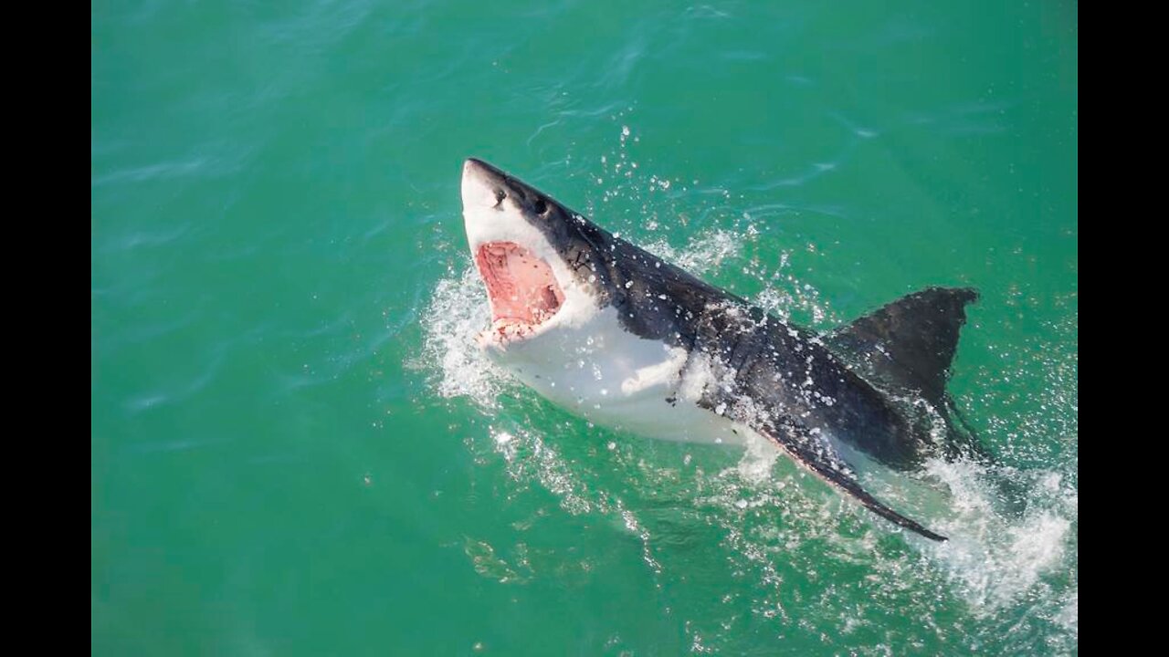 Great White Shark Swims off w/ Leg and Board