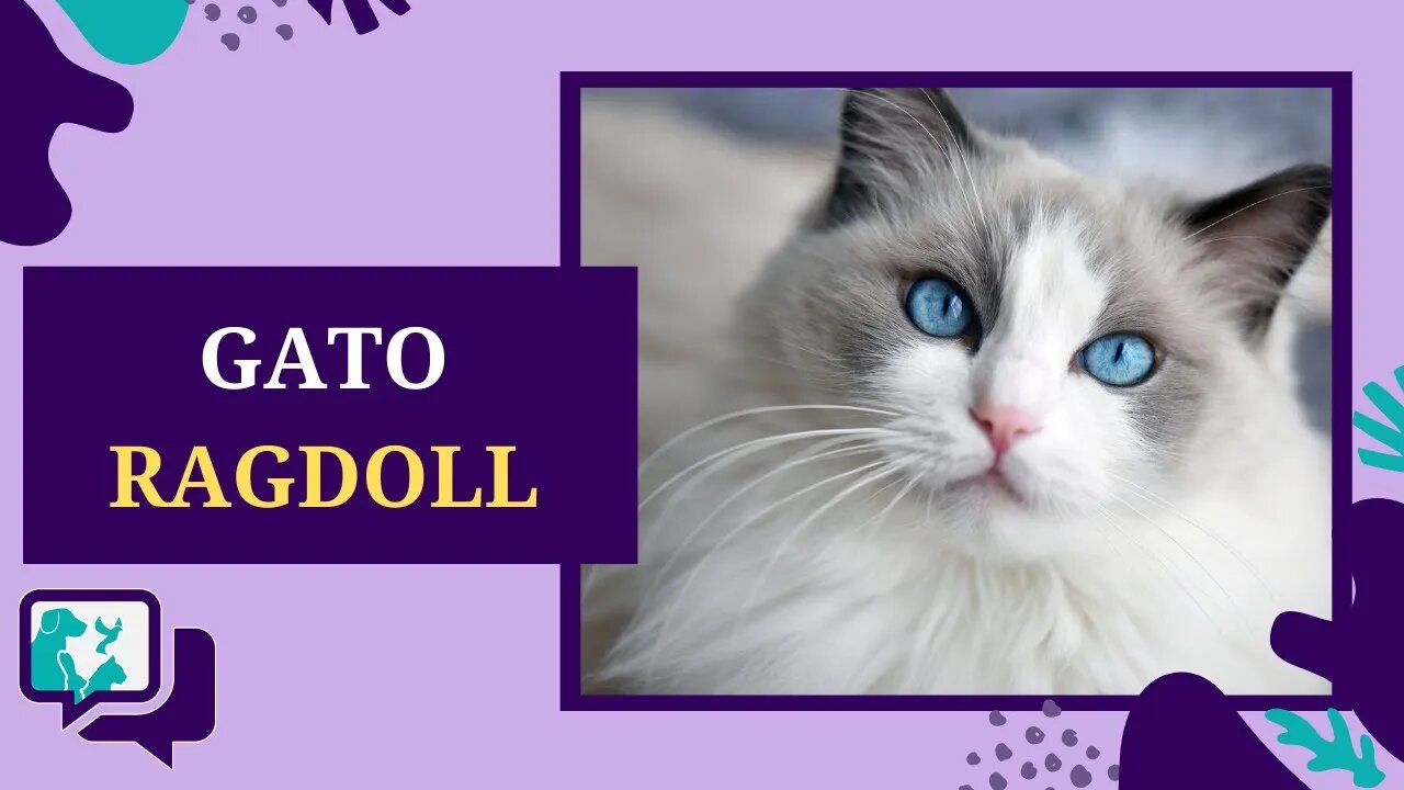 GATO RAGDOLL: TUDO SOBRE A RAÇA