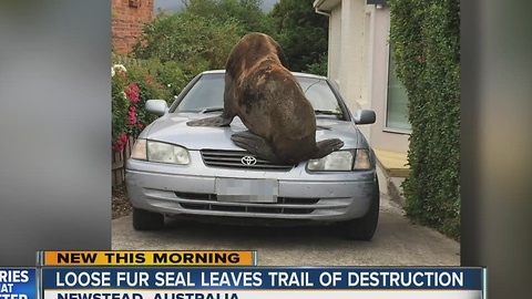 Loose seal leaves trail of destruction