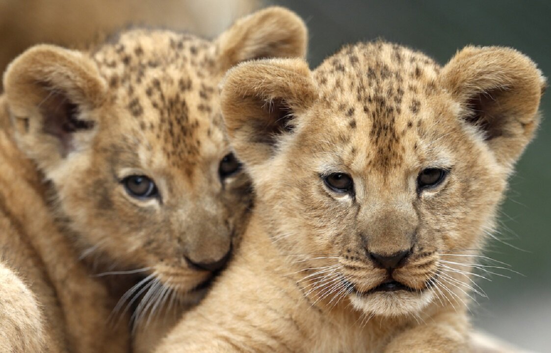 Whispers of Love: Baby Lion Cubs Engaging in Heartfelt Conversations with Mom