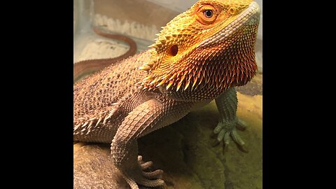 bearded dragons Don’t buy from petsmart and just plainfun ,and interaction with the bearded dragon