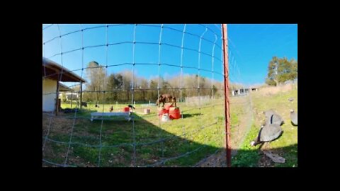 San Clemente Island Goats Eye View 🐐360° VR 🥽